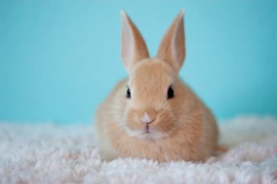 ウチの子にふさわしいかどうか?